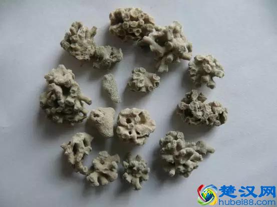 清肺降火，软坚化痰——海浮石