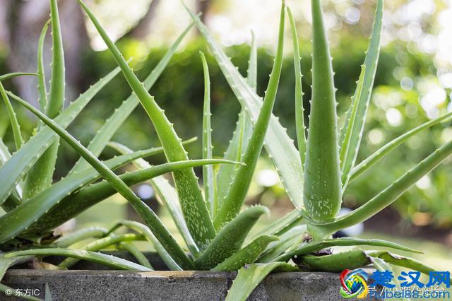 养芦荟一个小方法，小苗不断冒，一棵变十棵，轻松养爆盆