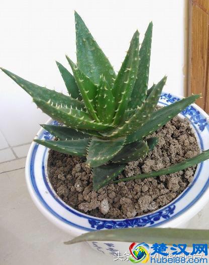 养芦荟一个小方法，小苗不断冒，一棵变十棵，轻松养爆盆