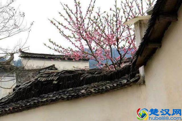 农村俗语：“不怕红杏会出墙，就怕野花会进房”，是什么意思呢？