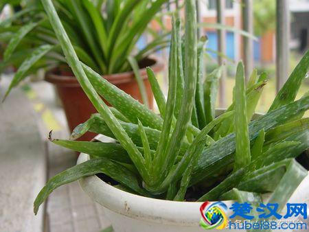 养芦荟一个小方法，小苗不断冒，一棵变十棵，轻松养爆盆