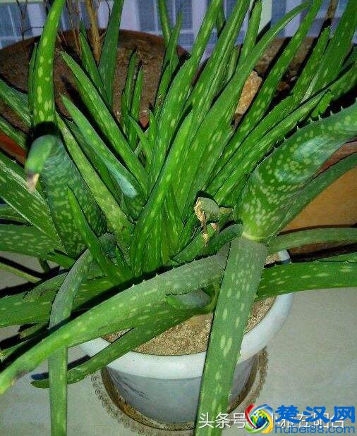 养芦荟一个小方法，小苗不断冒，一棵变十棵，轻松养爆盆