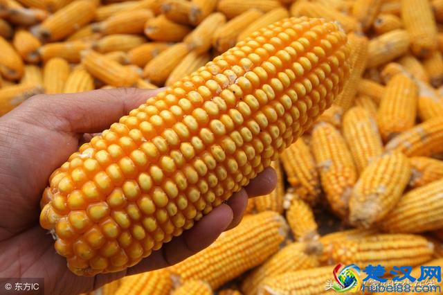 祛除体内湿气，建议吃这3种食物，便宜又好吃