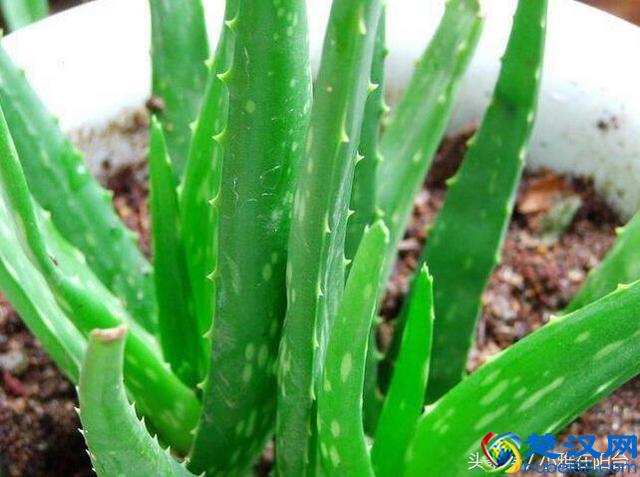 养芦荟一个小方法，小苗不断冒，一棵变十棵，轻松养爆盆
