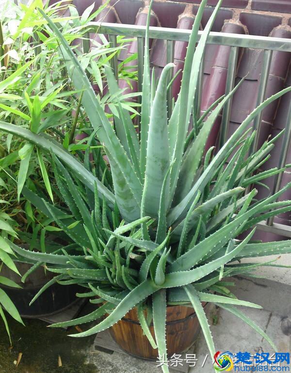 养芦荟一个小方法，小苗不断冒，一棵变十棵，轻松养爆盆