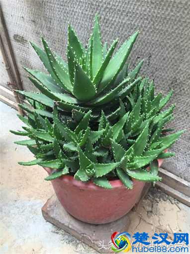 养芦荟一个小方法，小苗不断冒，一棵变十棵，轻松养爆盆