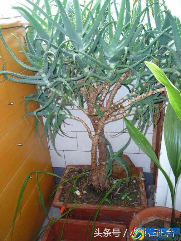 养芦荟一个小方法，小苗不断冒，一棵变十棵，轻松养爆盆