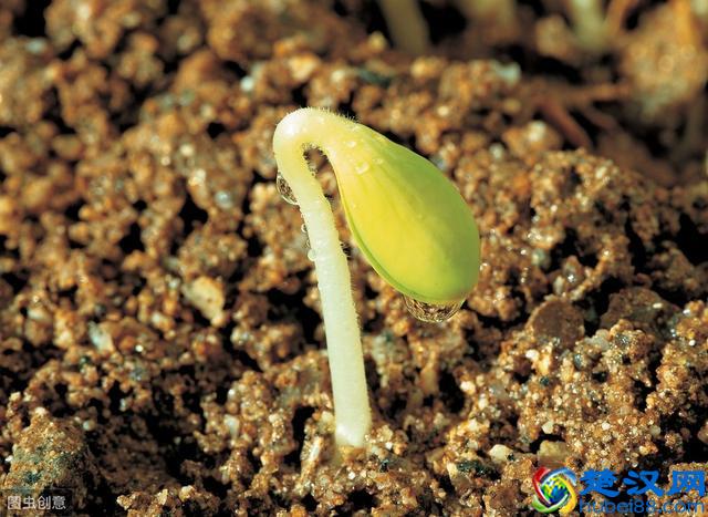 凤凰涅槃是什么意思？原来这一词是出自郭沫若笔下