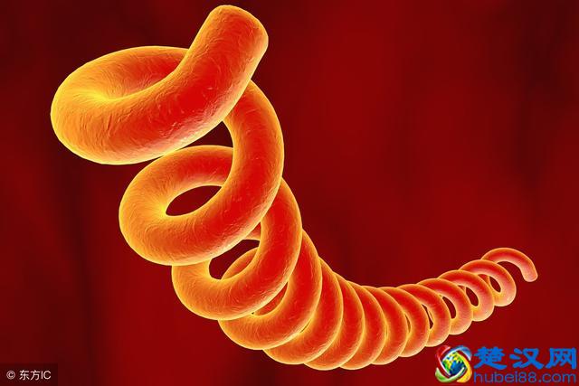 这些症状可能是梅毒上身的暗示,最好早点去检查