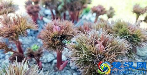 肩膀酸痛怎么办，3个治疗肩周炎的好方法！