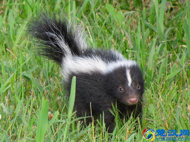 臭鼬只在人类文化里臭名远扬吗？它在动物界处于什么样的地位？