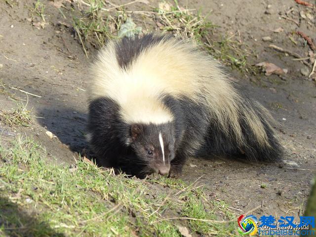 臭鼬只在人类文化里臭名远扬吗？它在动物界处于什么样的地位？