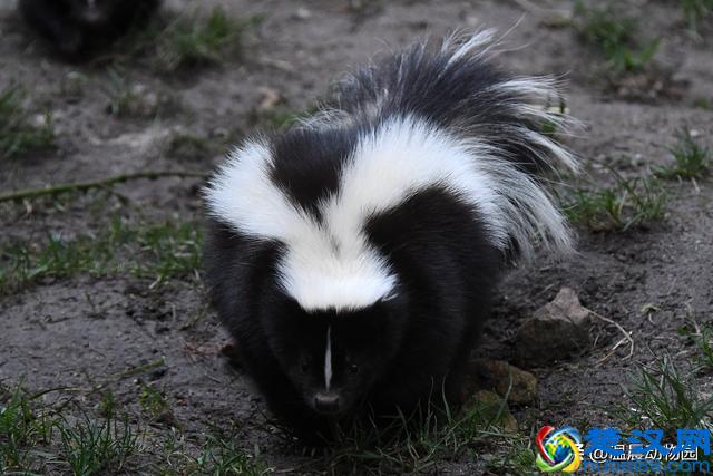 臭鼬只在人类文化里臭名远扬吗？它在动物界处于什么样的地位？