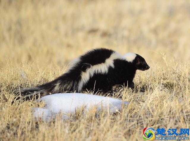 臭鼬只在人类文化里臭名远扬吗？它在动物界处于什么样的地位？