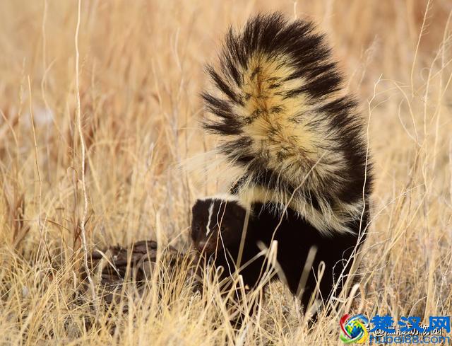 臭鼬只在人类文化里臭名远扬吗？它在动物界处于什么样的地位？