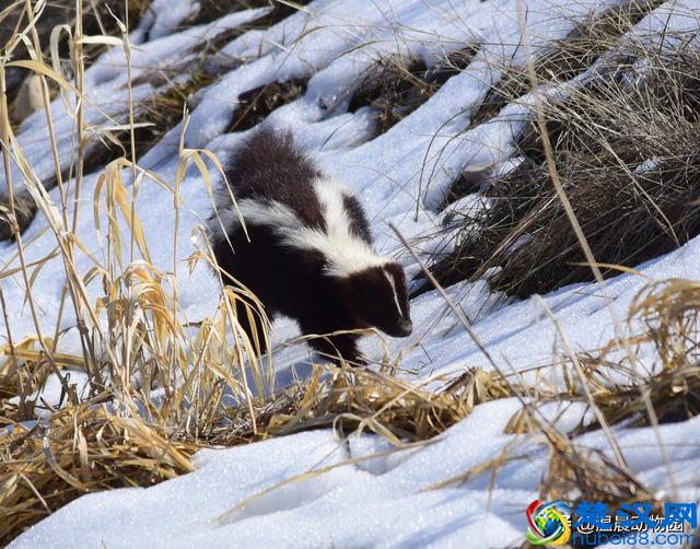 臭鼬只在人类文化里臭名远扬吗？它在动物界处于什么样的地位？