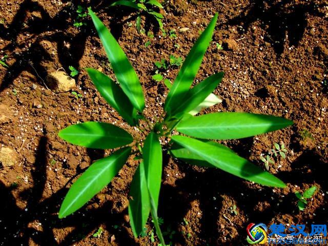 跳舞草，一颗会跳舞的草，很多人都没见过！