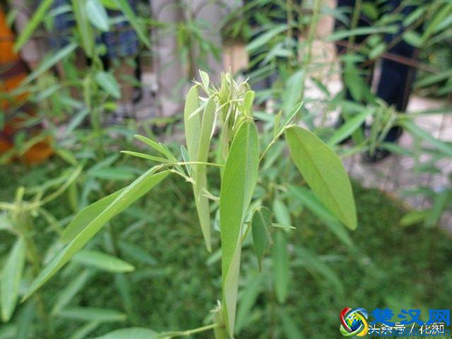 跳舞草，一颗会跳舞的草，很多人都没见过！