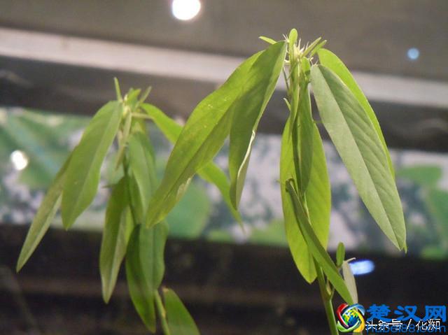 跳舞草，一颗会跳舞的草，很多人都没见过！