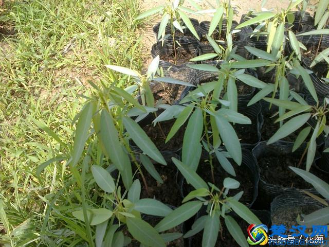 跳舞草，一颗会跳舞的草，很多人都没见过！