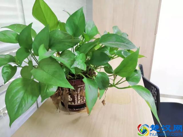 养在房间里面的绿萝为什么叶子会不断发黄干枯？