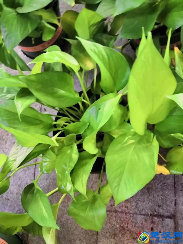 养在房间里面的绿萝为什么叶子会不断发黄干枯？