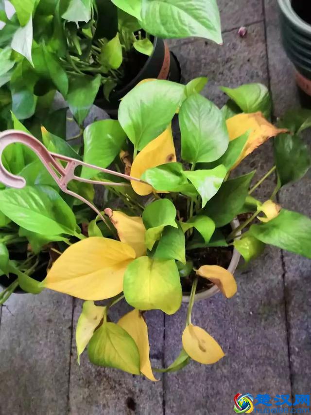养在房间里面的绿萝为什么叶子会不断发黄干枯？