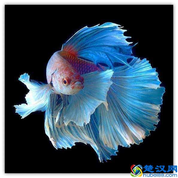 泰国斗鱼并不难饲养，养不好斗鱼的原因只有一个！