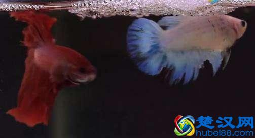 泰国斗鱼并不难饲养，养不好斗鱼的原因只有一个！