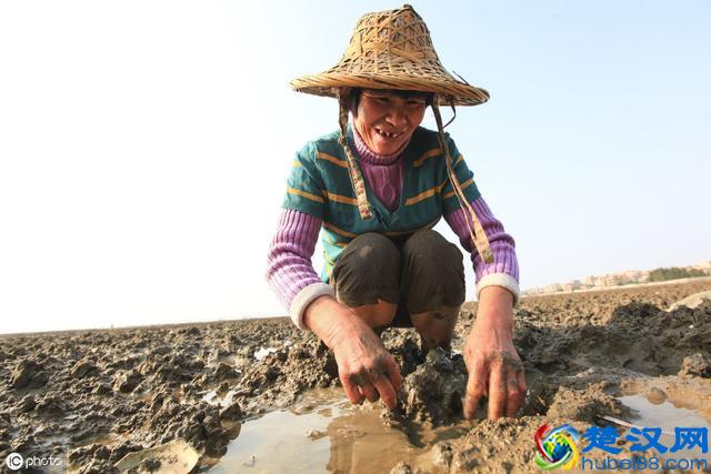 沙虫是什么虫？农村养殖沙虫前景如何？