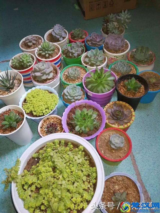刚买的多肉植物怎么养才不会死，老花友给新手的8个建议