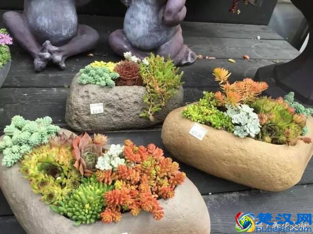 刚买的多肉植物怎么养才不会死，老花友给新手的8个建议