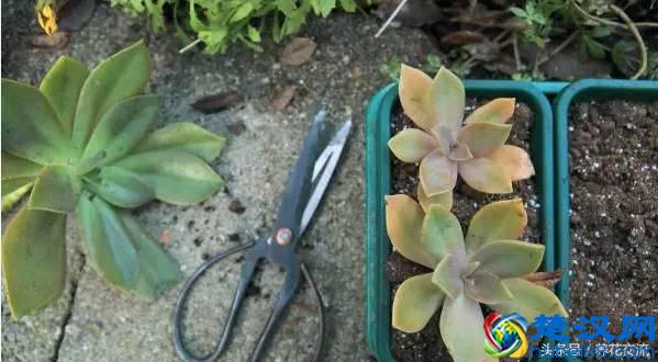 刚买的多肉植物怎么养才不会死，老花友给新手的8个建议