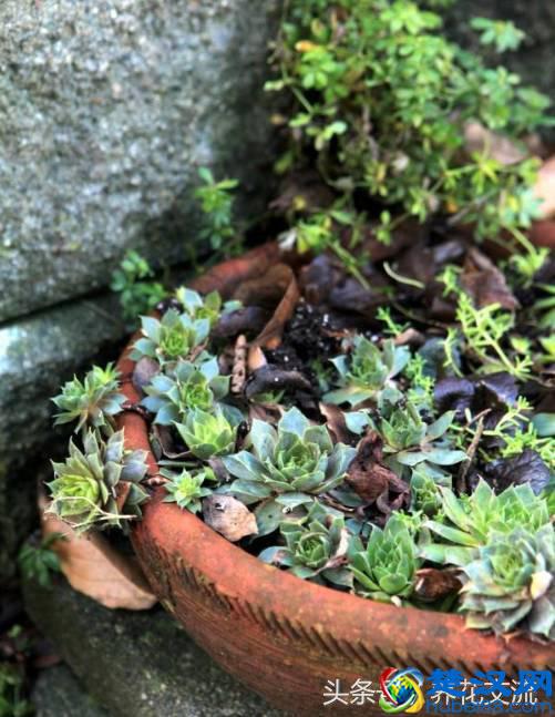 刚买的多肉植物怎么养才不会死，老花友给新手的8个建议