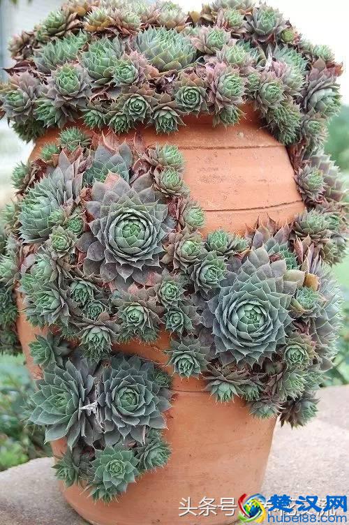 刚买的多肉植物怎么养才不会死，老花友给新手的8个建议