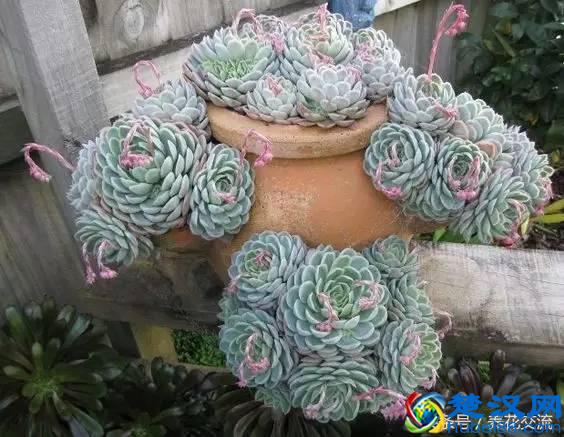 刚买的多肉植物怎么养才不会死，老花友给新手的8个建议