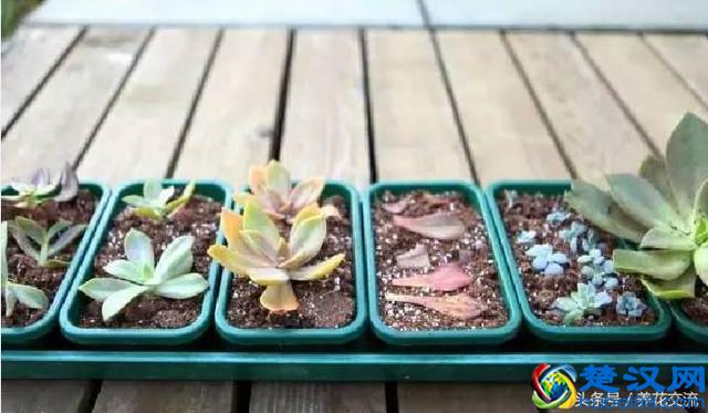 刚买的多肉植物怎么养才不会死，老花友给新手的8个建议