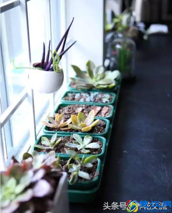 刚买的多肉植物怎么养才不会死，老花友给新手的8个建议