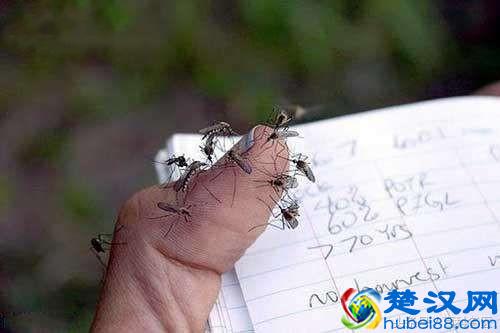 蚊子喜欢叮咬什么血型的人？谁是蚊子的“美味大餐”？这5类人最危险