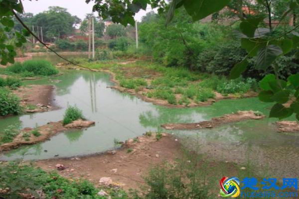 农村池塘河边的“水猴子”到底是什么？