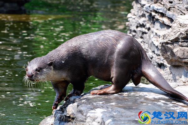 农村池塘河边的“水猴子”到底是什么？
