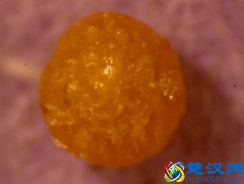 科学角度解释：舍利子究竟是什么？