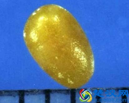 科学角度解释：舍利子究竟是什么？