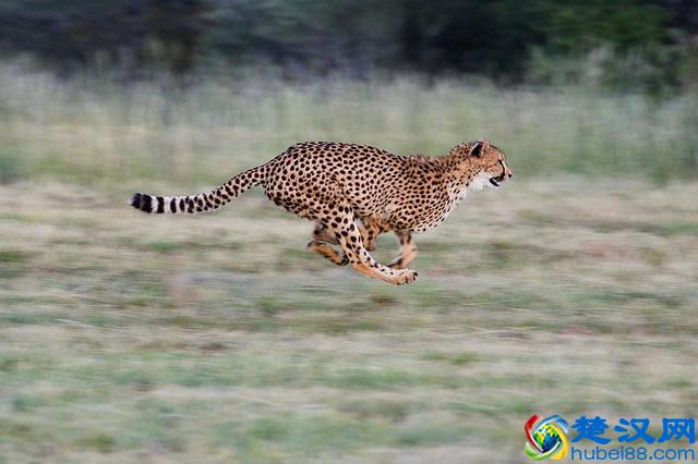 各种动物尾巴的作用，袋鼠相当于随身揣了个凳子