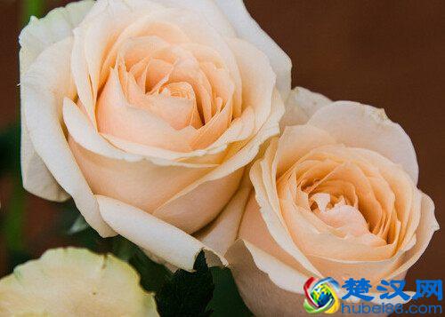 99朵玫瑰代表什么？不同颜色的玫瑰花的寓意