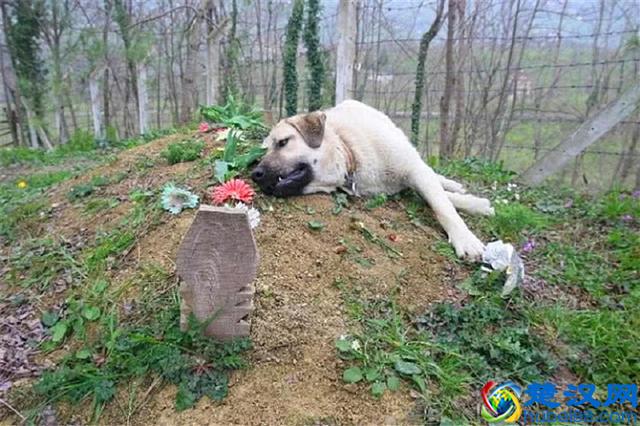 世界上最忠诚的九只狗狗，忠犬八公只是其中之一，泪湿透了眼眶！