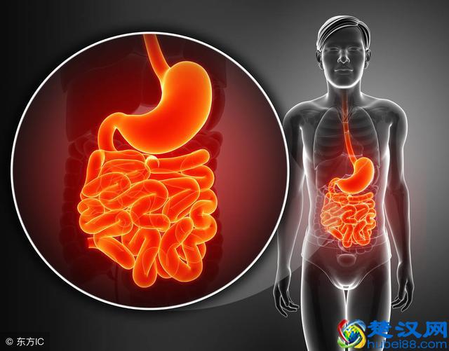 经常拉肚子是怎么回事？可能是这4个家伙在背后捣鬼