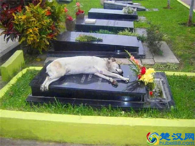 世界上最忠诚的九只狗狗，忠犬八公只是其中之一，泪湿透了眼眶！