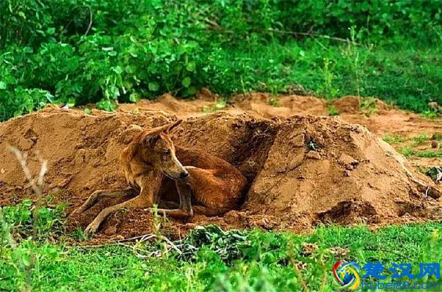 世界上最忠诚的九只狗狗，忠犬八公只是其中之一，泪湿透了眼眶！