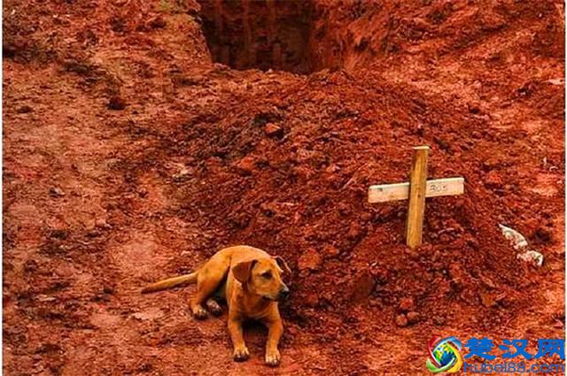 世界上最忠诚的九只狗狗，忠犬八公只是其中之一，泪湿透了眼眶！